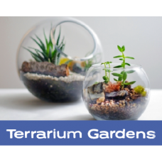 SAT 3/21: DIY Succulent Terrarium 